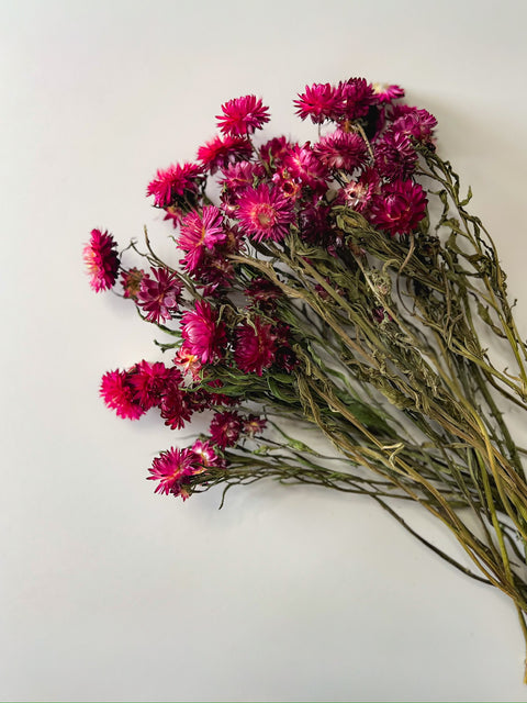Dried Strawflower Burgundy - Sunny Meadows Flower Farm