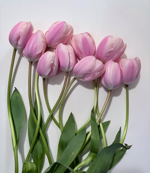 Tulip Bulbs-Thijs Boots