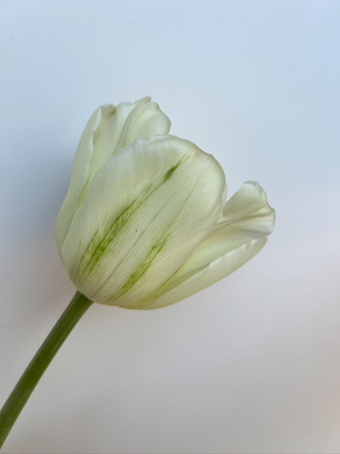 Tulip Bulbs-Green Spirit - Sunny Meadows Flower Farm