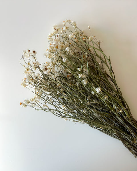 Dried Ammobium - Sunny Meadows Flower Farm
