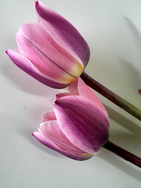 Tulip Bulbs-Light and Dreamy