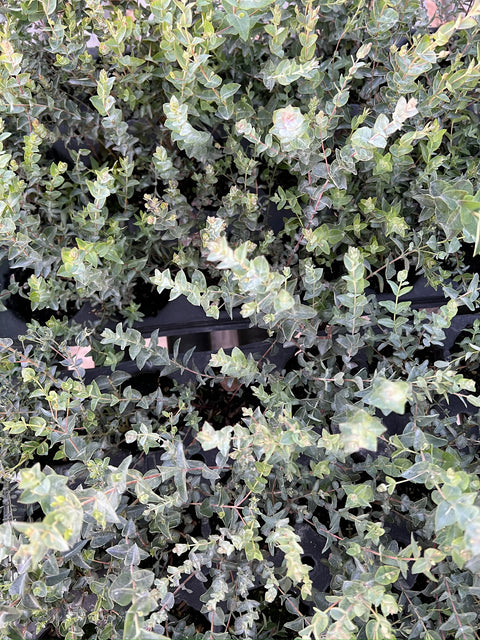 Eucalyptus Moon Lagoon-3 Plugs - Sunny Meadows Flower Farm