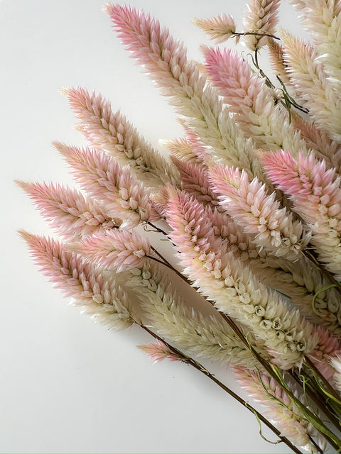 Dried Celosia Flamingo Feather - Sunny Meadows Flower Farm
