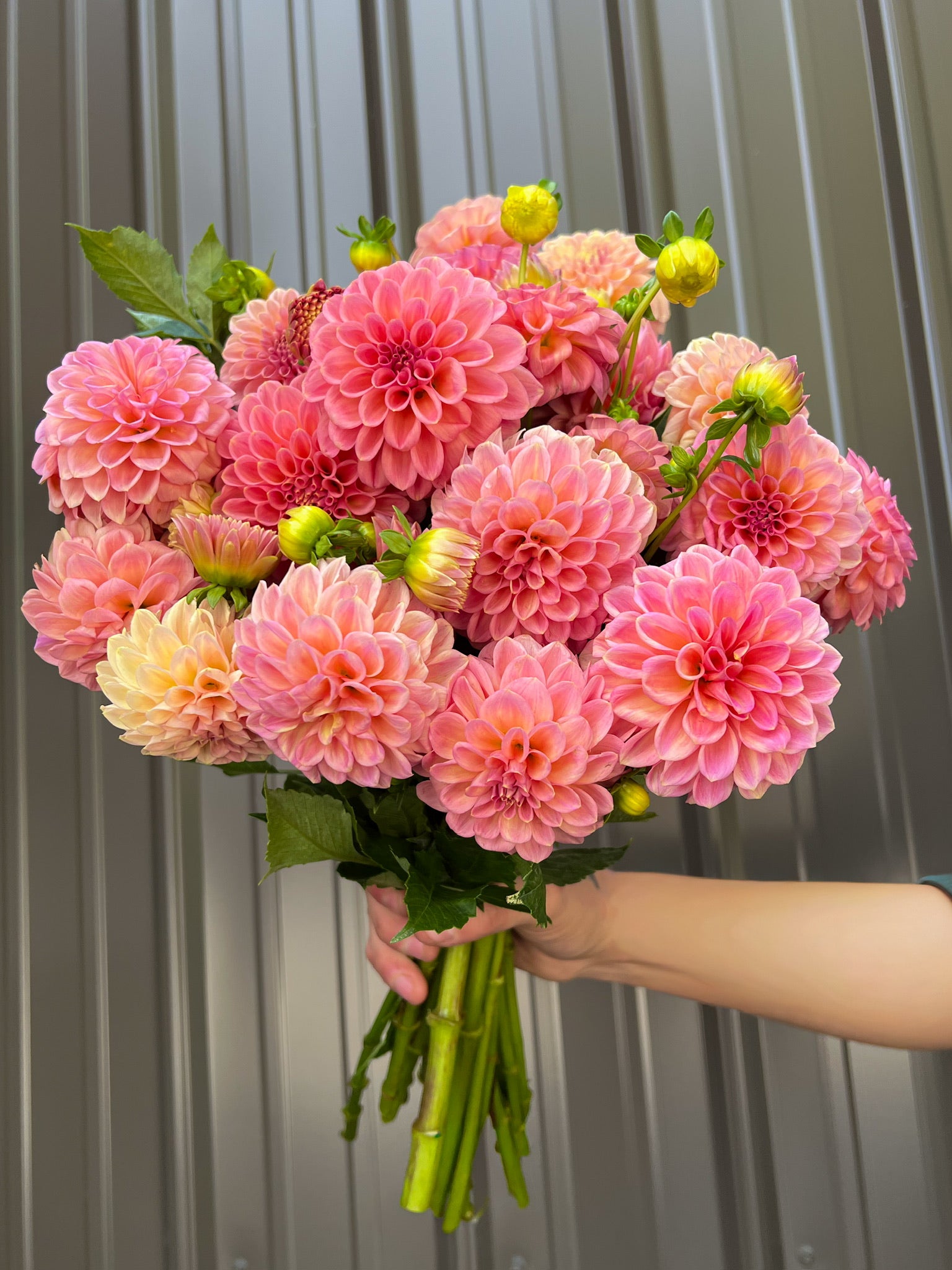 Dahlia Tuber Rock Run Ashley | Sunny Meadows Flower Farm