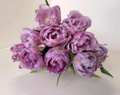 Tulip Bulbs-Katinka