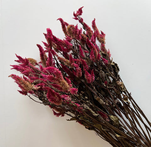 Dried Celosia Spike Burgundy - Sunny Meadows Flower Farm