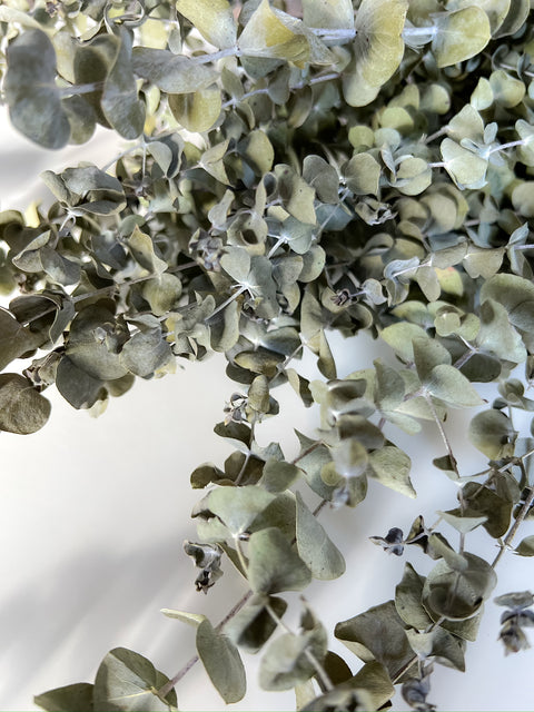 Dried Eucalyptus-Spiral - Sunny Meadows Flower Farm