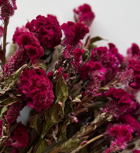 Dried Celosia Crest Burgundy - Sunny Meadows Flower Farm
