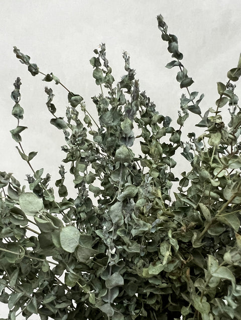 Dried Eucalyptus-Moon Lagoon - Sunny Meadows Flower Farm