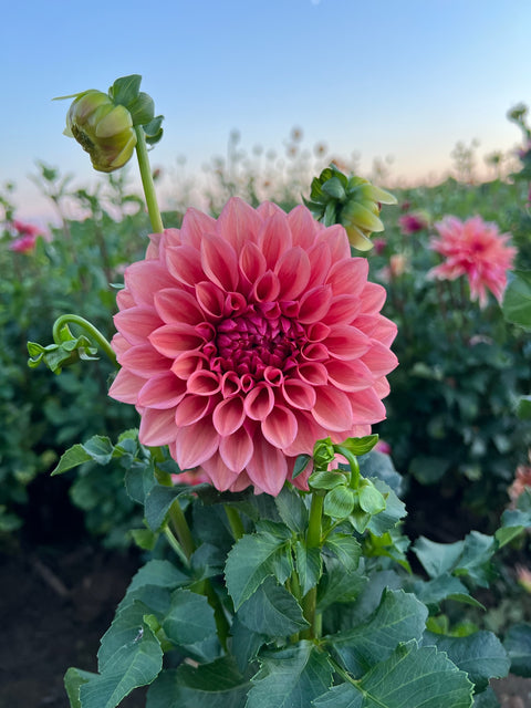 Dahlia Orange Globe-3 Rooted Cuttings - Sunny Meadows Flower Farm