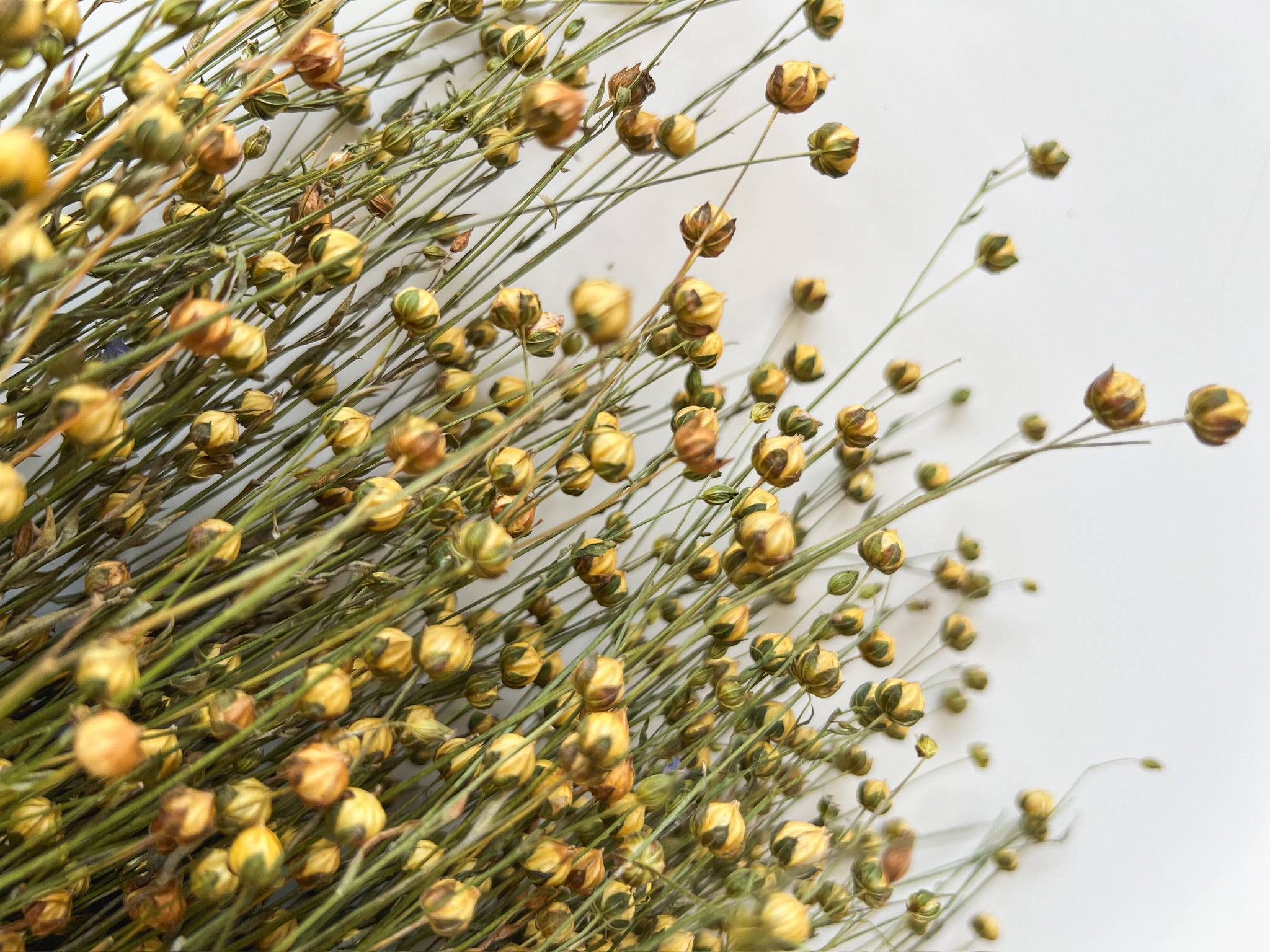 Sunny Meadows Flower Farm Dried Flax - Thumbnail 2