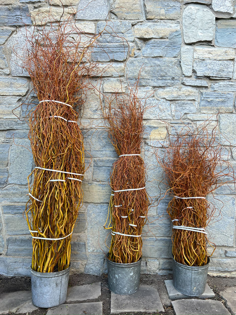 Curly Willow Bunch - Golden - Sunny Meadows Flower Farm
