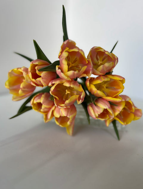 Tulip Bulbs-Mango Charm