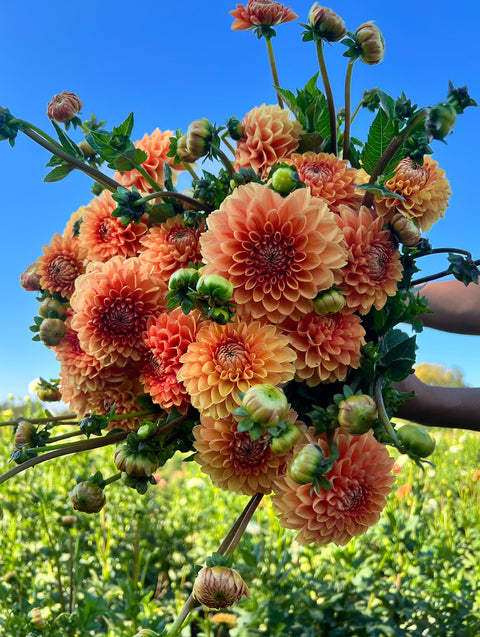 Dahlia Tuber Maarn - Sunny Meadows Flower Farm