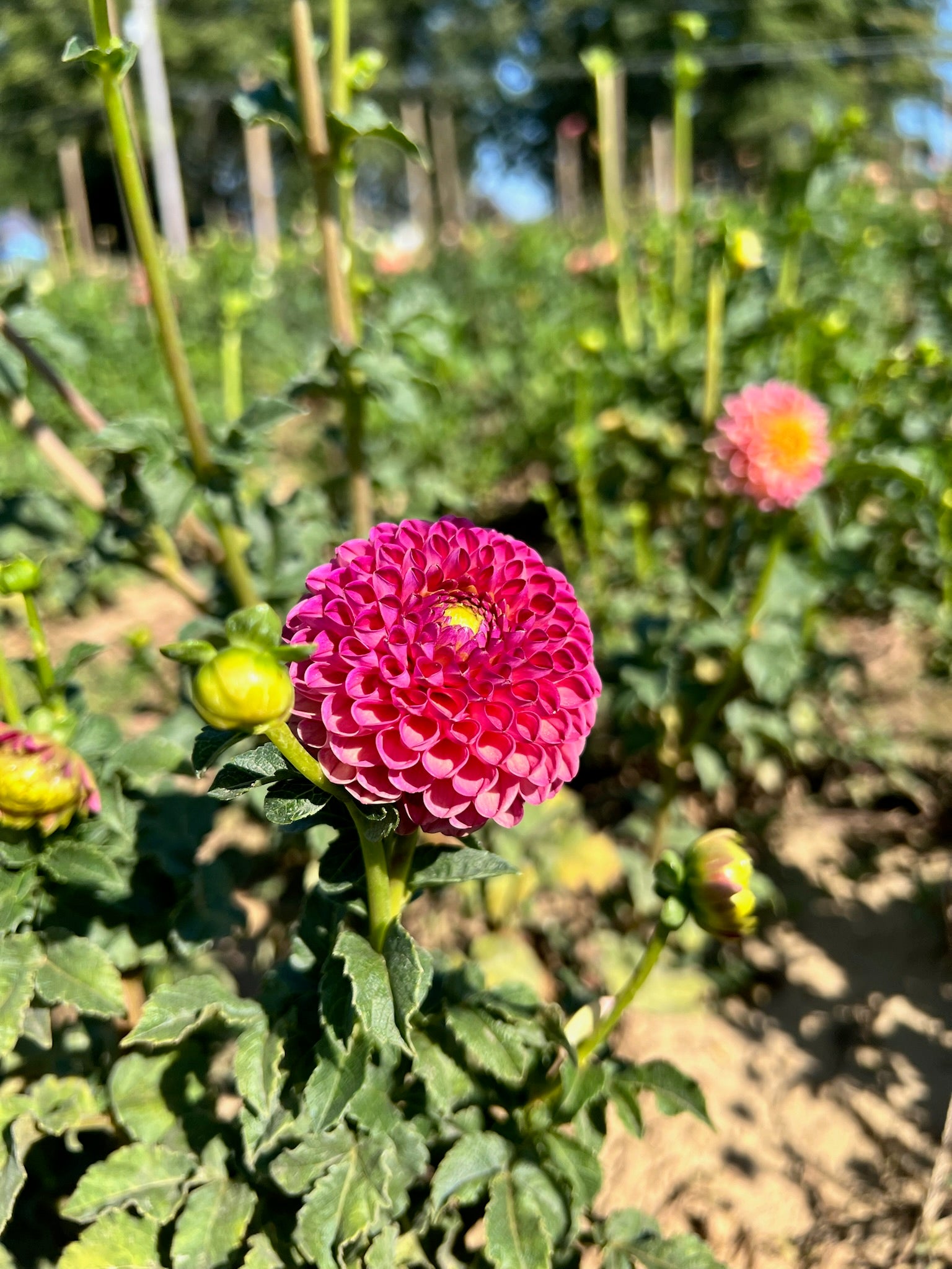 Sunny Meadows Flower Farm Dahlia Tuber - Thumbnail 5