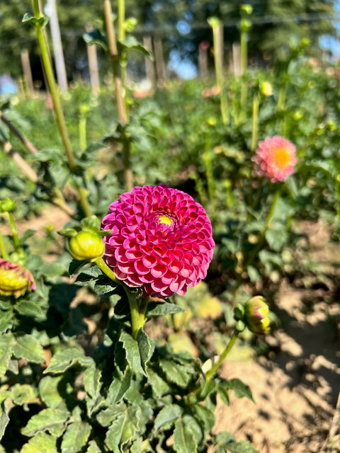 Dahlia Tuber Burlesca - Sunny Meadows Flower Farm