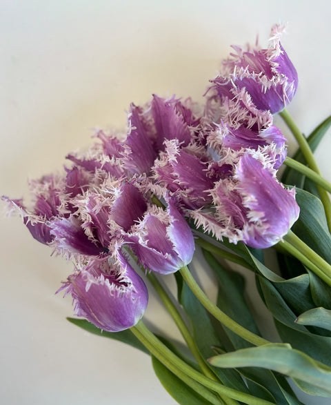 Tulip Bulbs-Crunchy Cummins - Sunny Meadows Flower Farm