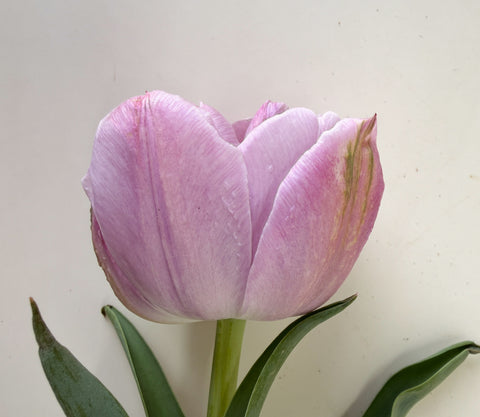 Tulip Bulbs-Katinka