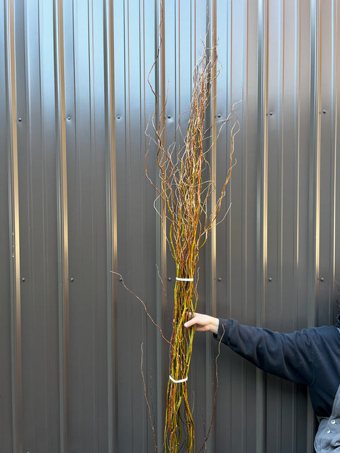 Curly Willow Bunch - Green - Sunny Meadows Flower Farm