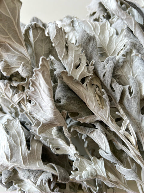Dried Dusty Miller New Look - Sunny Meadows Flower Farm