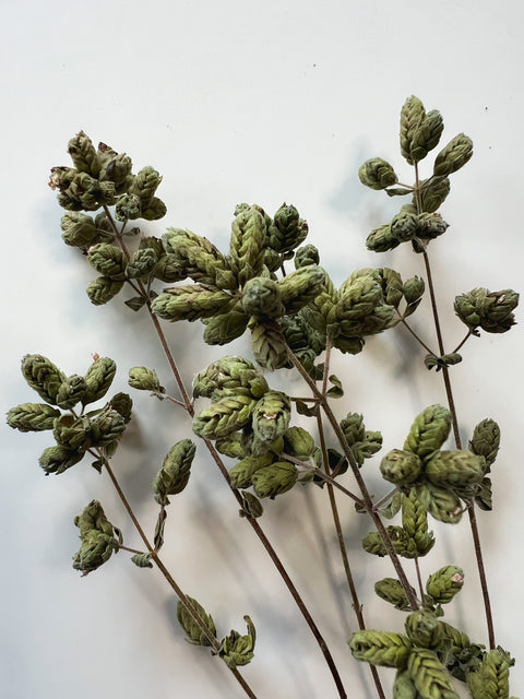 Dried Oregano Italian - Sunny Meadows Flower Farm