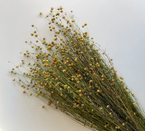 Dried Flax - Sunny Meadows Flower Farm