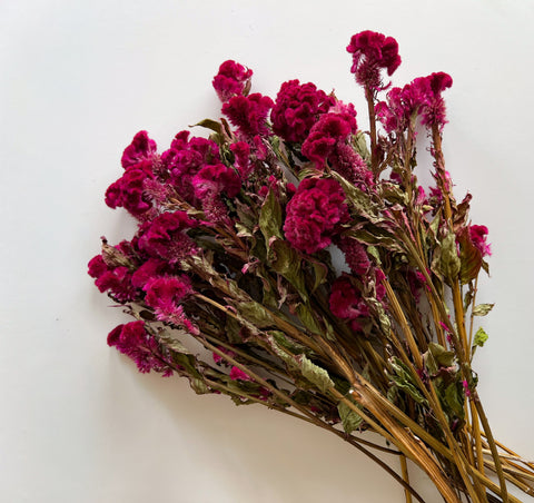 Dried Celosia Crest Burgundy - Sunny Meadows Flower Farm