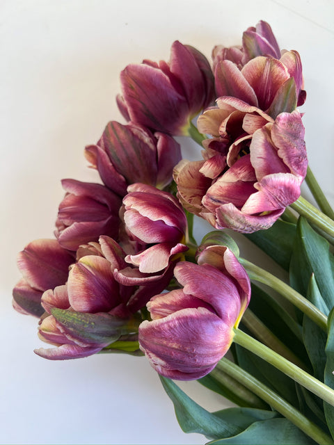 Tulip Bulbs-Wyndham