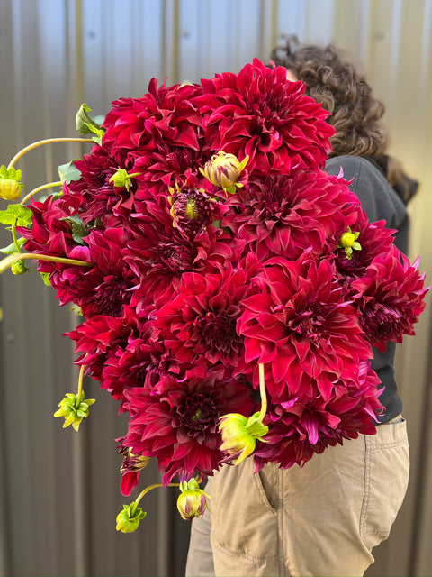 Dahlia Tuber Spartacus - Sunny Meadows Flower Farm
