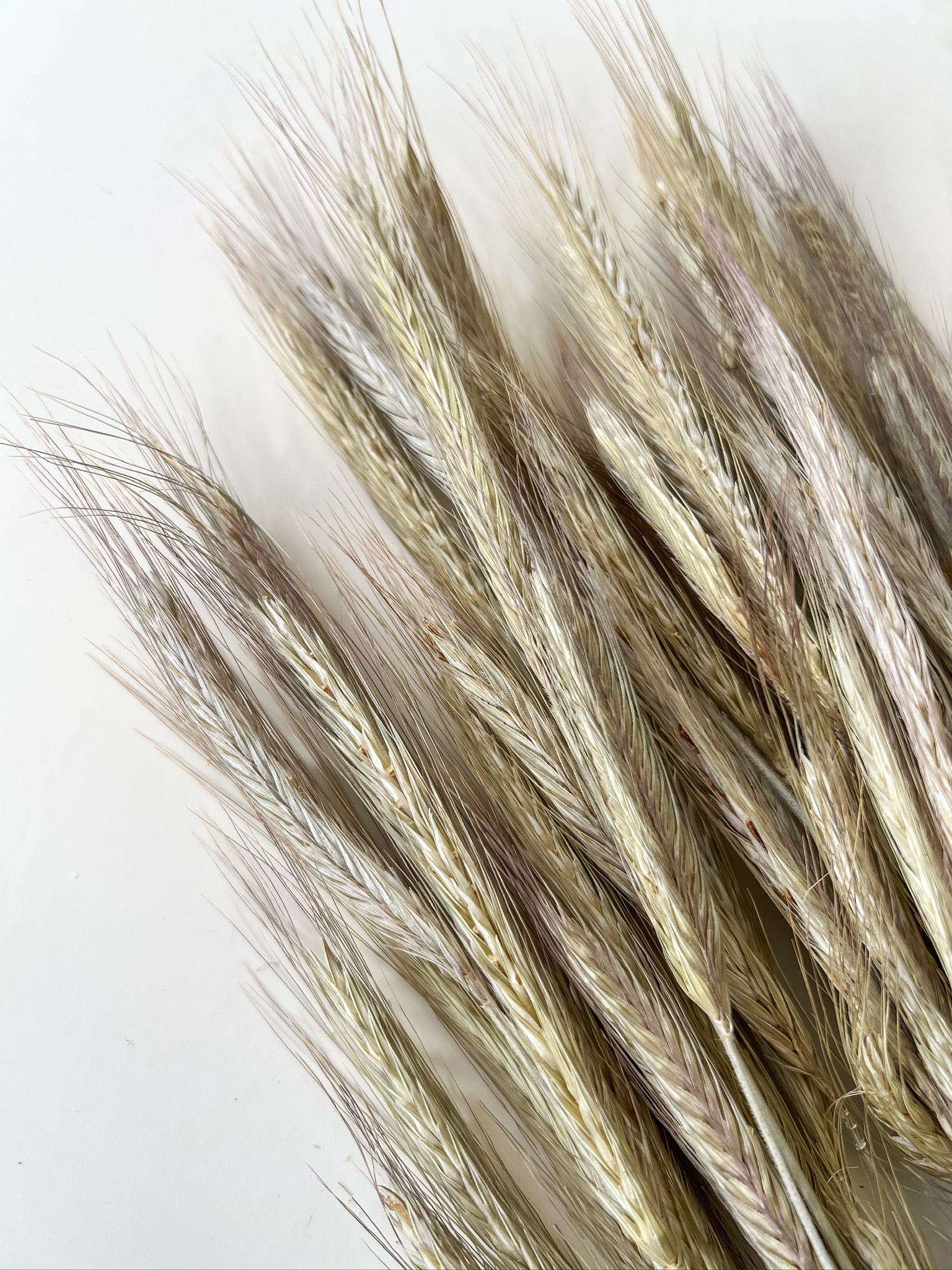 花 Rye Dried Rye | Sunny Meadows Flower Farm