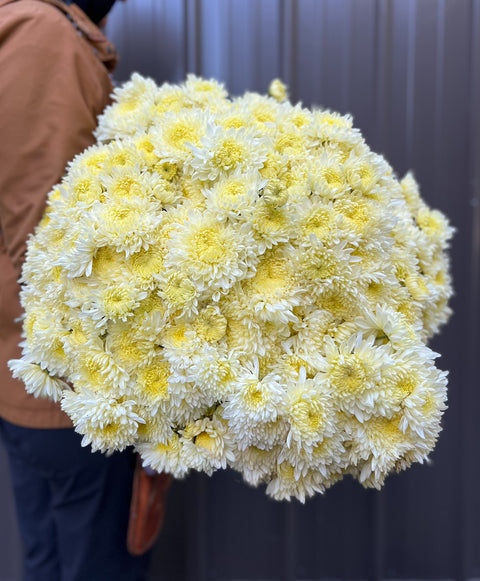 Mum Billy Belle-3 Rooted Cuttings