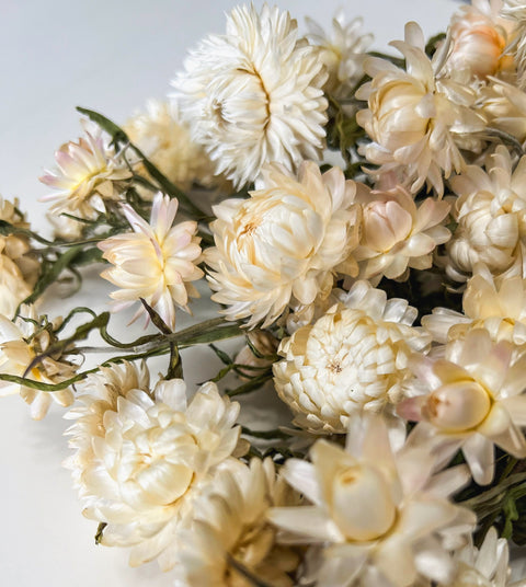 Dried Strawflower White - Sunny Meadows Flower Farm