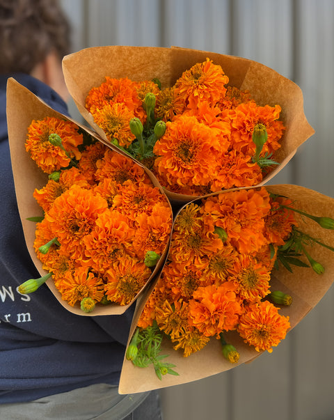 Holiday Marigolds at Your Door - Sunny Meadows Flower Farm