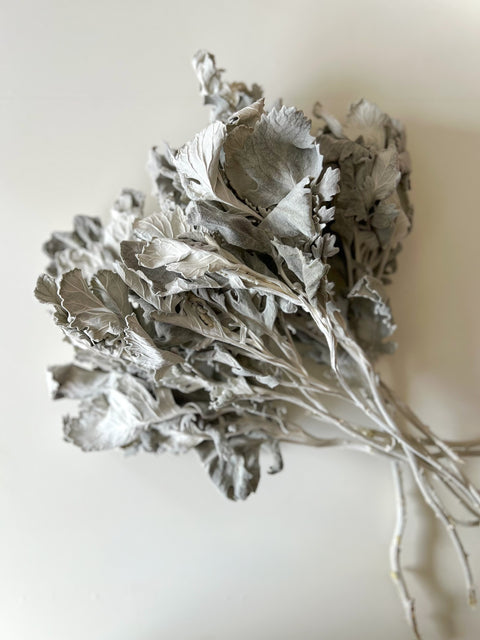 Dried Dusty Miller New Look - Sunny Meadows Flower Farm