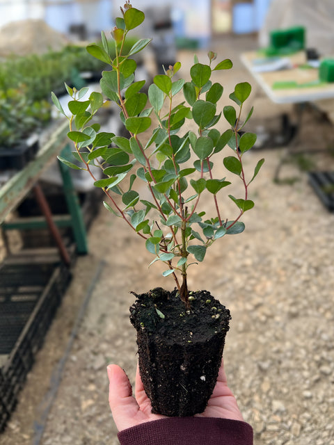 Eucalyptus Webster's Mallee-3 Plugs - Sunny Meadows Flower Farm