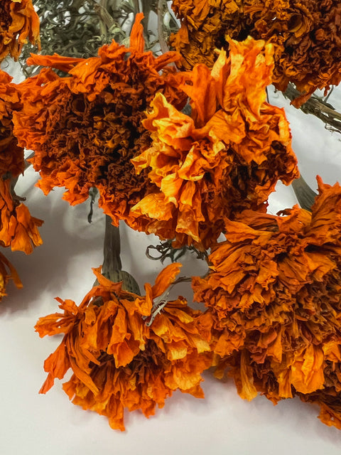 Dried Marigold Orange - Sunny Meadows Flower Farm