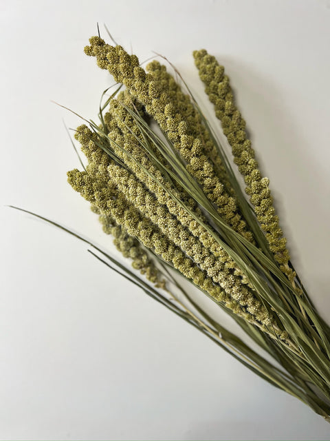 Dried Limelight Millet - Sunny Meadows Flower Farm