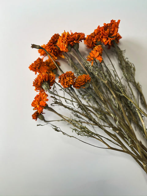 Dried Marigold Orange - Sunny Meadows Flower Farm