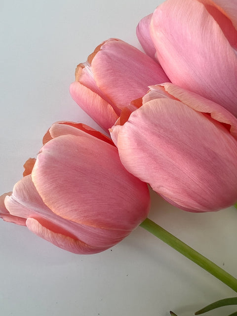Tulip Bulbs-Menton