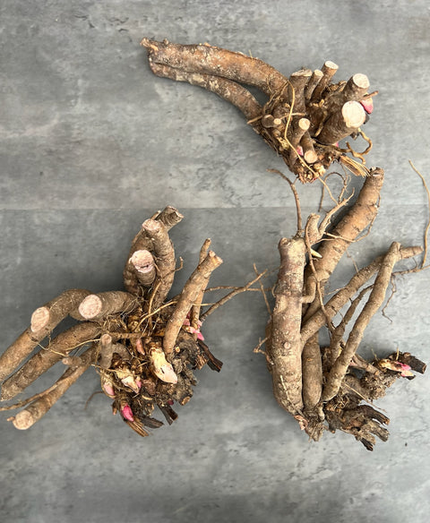 Peony Coral Charm-Bareroot Plant - Sunny Meadows Flower Farm