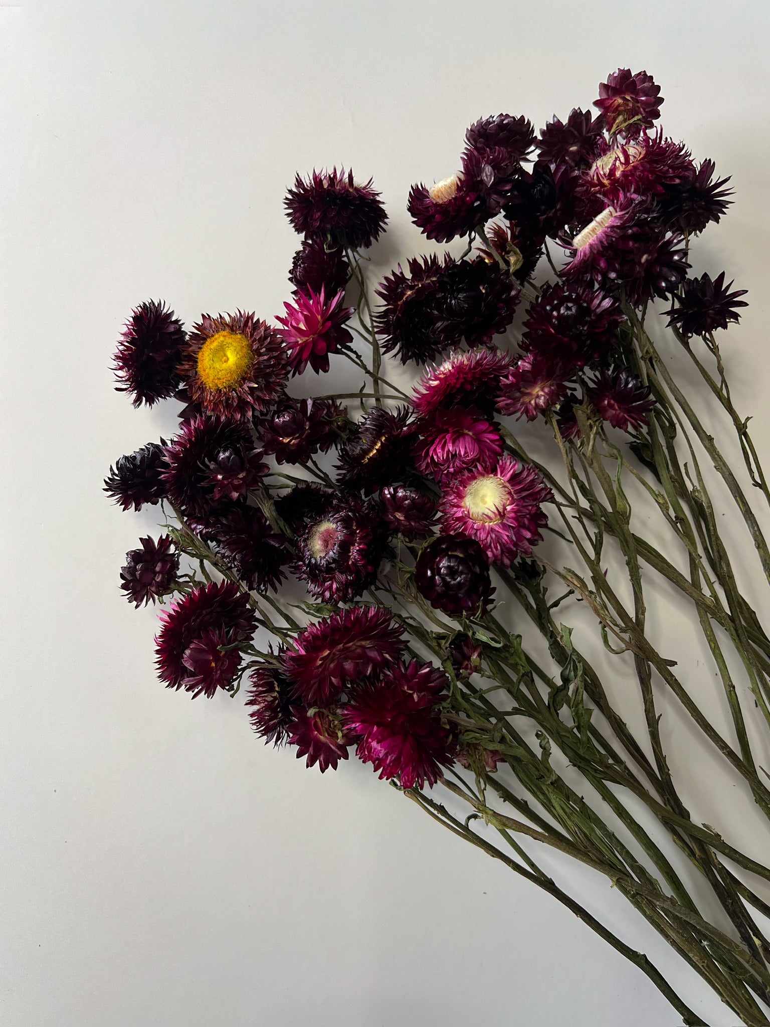 Sunny Meadows Flower Farm Strawflower - Thumbnail 3