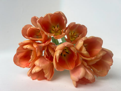 Tulip Bulbs-Apricot Foxx