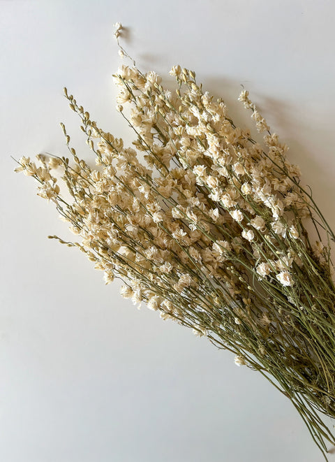 Dried Larkspur White - Sunny Meadows Flower Farm