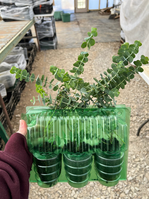 Eucalyptus Baby Blue-3 Plugs