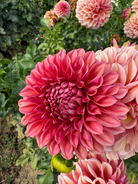 Dahlia Tuber Orange Globe - Sunny Meadows Flower Farm