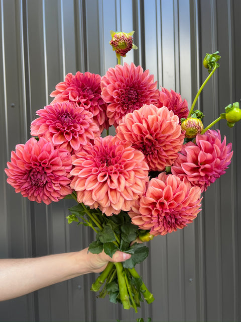 Dahlia Orange Globe-3 Rooted Cuttings - Sunny Meadows Flower Farm