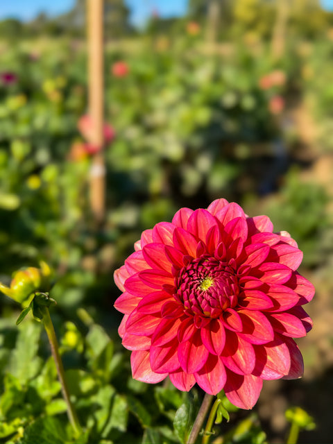 Dahlia Tuber Salmon Runner - Sunny Meadows Flower Farm