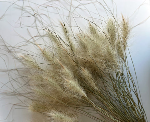 Dried Feathertop Grass - Sunny Meadows Flower Farm