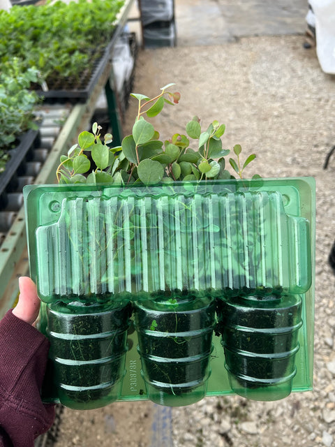 Eucalyptus Webster's Mallee-3 Plugs - Sunny Meadows Flower Farm