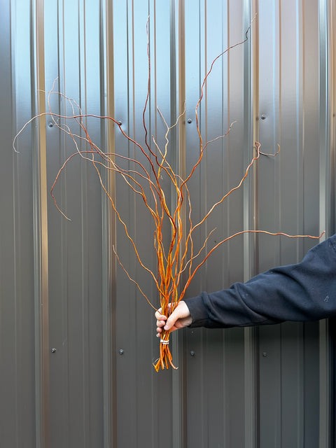 Curly Willow Bunch - Golden - Sunny Meadows Flower Farm